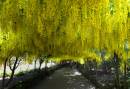 Laburnum-Arch.jpg