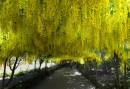 /gallery/data/2/thumbs/Laburnum-Arch.jpg