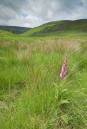 Langendale-purple2small.jpg