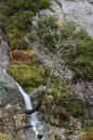 Leaning-tree.jpg