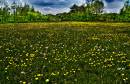 Lenham_Walkdaisy_field.jpg