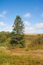 Lone-Tree.jpg