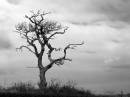 Lone_tree_B_W.jpg
