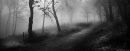 MISTY_MORNING_5_edited-1.jpg