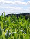 Maize.jpg
