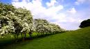 May_Blossom.jpg