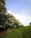 May_Blossom_2.jpg