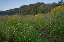 Meadow-Walk.jpg
