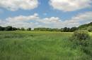 Meadow.jpg