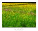 Meadow1.jpg