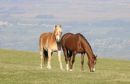 Middleham_High_Moor_22-2-2019_.jpg