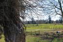 Mistley_Place_Park_3.jpg