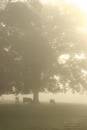 Misty_Morning2.jpg