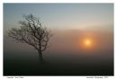 Misty_Sunset_Tree.jpg