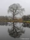 Misty_Tree.jpg
