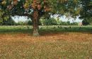 More_of_the_Autumn_Colours_1.jpg