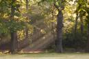 Morning-Light.jpg