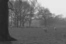 Morning_mist_in_March.jpg