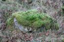 Mossy_Top.jpg