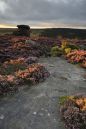 Mother-Cap-Heather-Peak-Dis.jpg