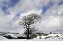 NEW0371The_Beech3_963_x_639_.jpg