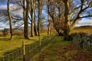 NEW0960The_Bright_Beeches_804_x_534_.jpg