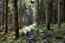 NEW1341Forest_Glade.jpg