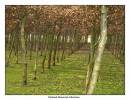National_Memorial_Arboretum.jpg