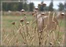 Nature_s_Dried_Arrangement.jpg