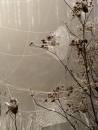 Natures_lace_2.jpg