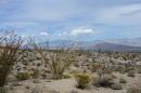 Ocotillo_Cactus_ARC_4249.jpg