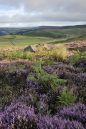 Over-owler-Tor-Heather-nort.jpg