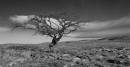 P1232813-apl-2.jpg