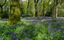 Pamphill_Bluebells1.JPG