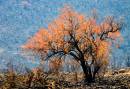 Pilansberg-Tree.jpg