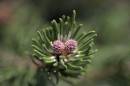Pine_cones.jpg