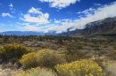 Pines_and_the_Sierra_s_ARC_1132.jpg