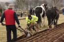 Ploughing_on_St_Patrick_s_Day.jpg