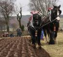 Ploughing_with_Sam_Bob_at_Ballycastle_on_St_Patrick_s_Day.jpg