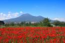 PompeiiPoppies_Vesuvius.jpg