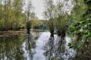 Pond_Reflection1.jpg