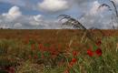 Poppies-7.jpg