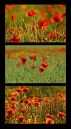 Poppies2.jpg