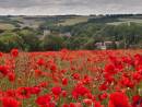 Poppy_Reshoot-1.jpg