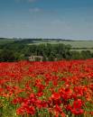 Poppy_Stack-1-1.jpg