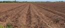 Potatoe_Field.jpg