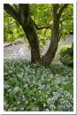 Ransomes-By-the-Pond.jpg