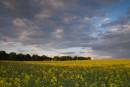 Rape-seed-trees-and-amazing.jpg