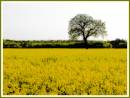 RapeTreeCRW_7406-01.jpg