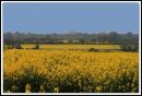 Rape_seed_field.jpg